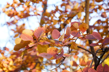 Bush with beautiful autumn leaves outdoors