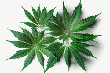 top view Green cannabis leaves ,isolated on white background
