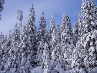 Beautiful winter forest in the snow on a sunny day. Winter . January