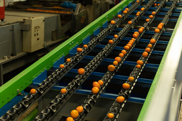 View of fresh ripe tangerines on modern grading line equipped with special trolleys for quality...