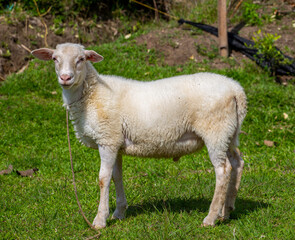 Domestic sheep tied up on the farm