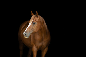 Obraz premium Horse Head portrait 