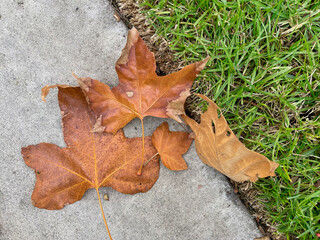 Autumn leaves in the garden