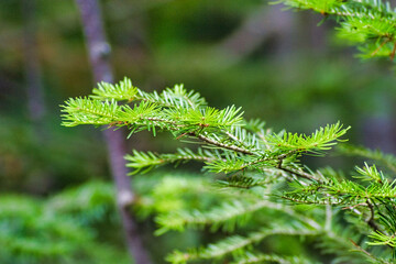 Young green branches of sequoia