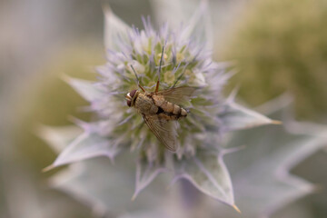 Tachinid Fly (Prosena siberita) on Sea Holly (Eryngium maritimum) in the dunes
