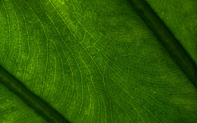Green leaf with drops