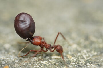 Brown Leafcutter ant (Atta) showing its strength and bringing home tropical fruits that exceed its own body weight. Brazilian rainforests, Municipal Mindu Park of Manaus, Amazonas State, Brazil.