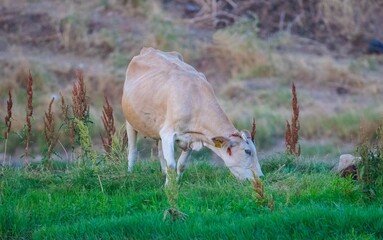 
Cattle farming is an important source of income worldwide.