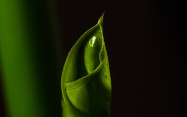 Green leaf with drops