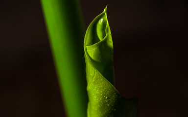 Obraz premium Green leaf with drops