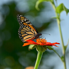 Monarch butterfly on an orange flower. Bright lovely nature photo.