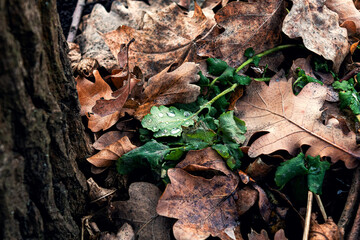 autumn leaves on the ground