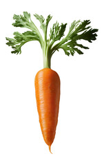 Carrot vegetable with leaves isolated PNG