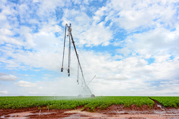 Fototapeta na wymiar Agriculture, pivot irrigation system on carrot plantation on a blue sky day.