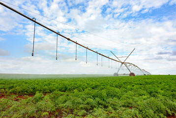 Fototapeta na wymiar Agriculture, pivot irrigation system on carrot plantation on a blue sky day.