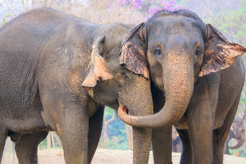 A little elephant play greetings in the morning at thai elephants conservation center lampang...