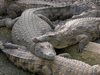 Cocodrilo Park, at Spain