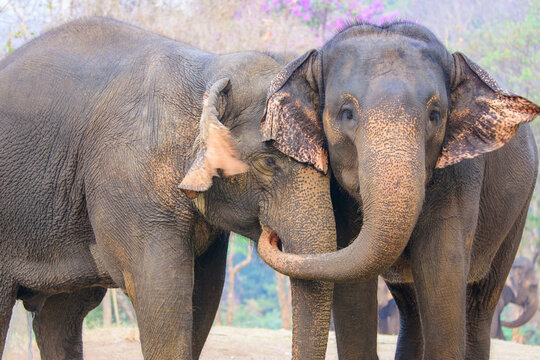 A little elephant play greetings in the morning at thai elephants conservation center lampang thailand.