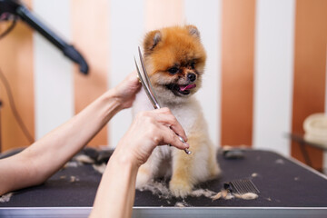 Beautiful Pomeranian dog enjoying in professional grooming and hair care. Professional female groomer at work.
