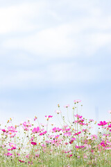 pink flowers and blue sky