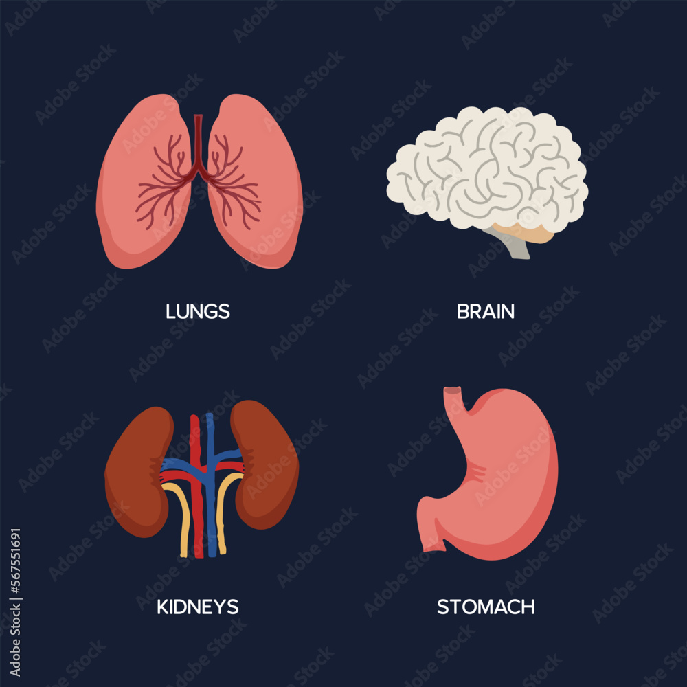 Wall mural Human Internal organs, cartoon anatomy body parts brain and lungs, stomach and kidneys, vector illustration