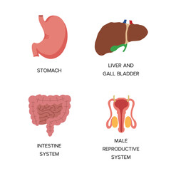 Human Internal organs, cartoon anatomy body parts, stomach with intestinal system, liver with gall bladder and male reproductive system, vector illustration