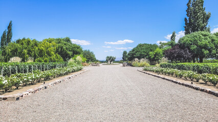 viñedos, montañas en Mendoza