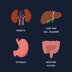 Human Internal organs, cartoon anatomy body parts, stomach with intestinal system, kidneys and liver with gall bladder, vector illustration