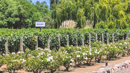 viñedos, montañas en Mendoza