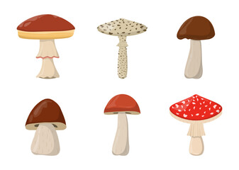 Amanita Toadstool Porcini Suillus Shiitake mushroom. Edible Organic mushrooms. Forest wild mushrooms types.