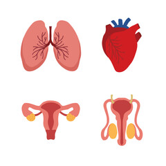 Human Internal organs, cartoon anatomy body parts, heart and lungs, male and female reproductive system, vector illustration
