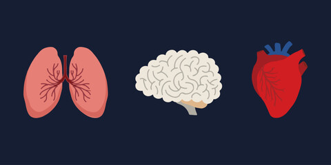 Human Internal organs, cartoon anatomy body parts brain, heart and lungs, vector illustration