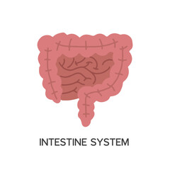 Human Internal organs, cartoon anatomy body part intestinal system, vector illustration