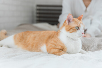 Fototapeta na wymiar 家のベッドルーム・寝室で猫・ペットとくつろぐ女性(猫カフェ・ペットシッター・飼い主)