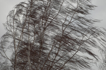 silhouette of a tree against a gray sky