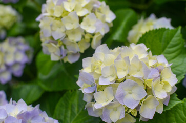 Close up of beautiful Hydrangea macrophylla flowers in the garden. アジサイ。紫陽花。