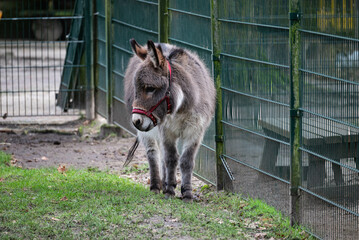 Little cute donkey walks outside on grassland at the petting zoo and stands near a fence. There are no persons or trademarks in the shot.