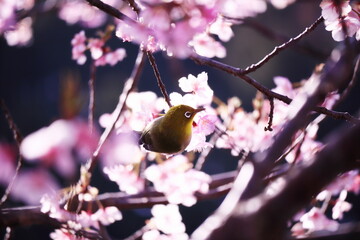 満開の美しい桜と可愛いメジロ