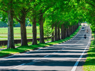 Obraz premium 春・新緑・緑イメージ マキノ高原