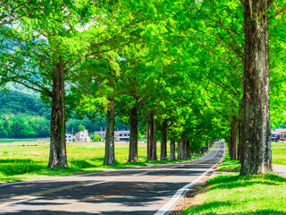 春・新緑・緑イメージ　マキノ高原