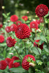 Red ball Dahlias Garden Sunlight