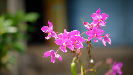 Spathoglottis plicata, commonly known as the Philippine ground orchid.