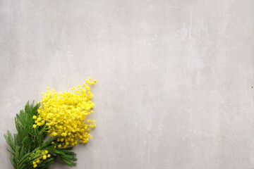 Mimosa branch with flowers on beige natural stone background, banner design, corner composition, copy-space, place for text. Natural casual springtime decor.