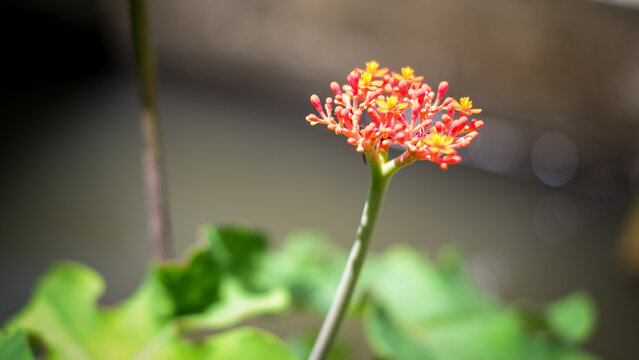 Jatropha podagrica ornamental plant with green leaves,Close up photo.