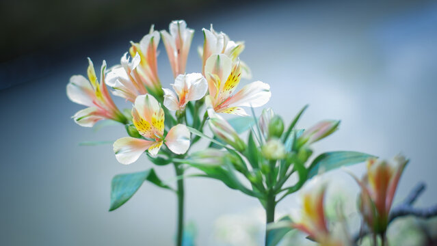 A grouping of Peach colored Inca lilies, Alstroemeria pelegrina. Yellow flowers as a background concept.