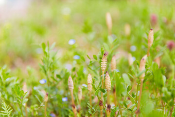 horsetail.-I found a horsetail on a sunny spring day. From the bushes with small blue flowers.