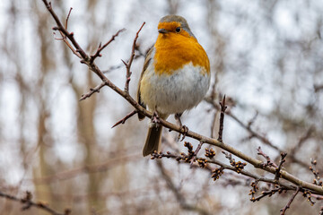 A Robin Redbreast  on a tree in winter.  Shot at London Wetland in Barnes.