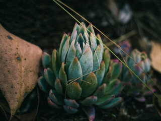 Closeup of a succulent
