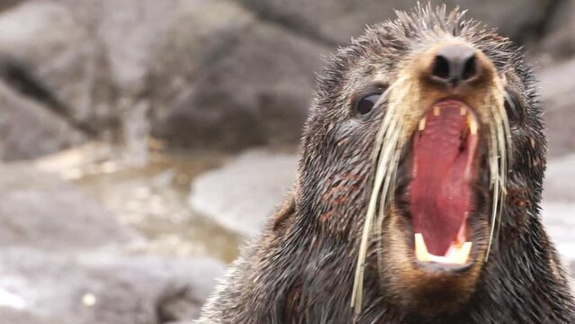 Fur seal roars animal with sound. Seal in wild nature with background noise with background.