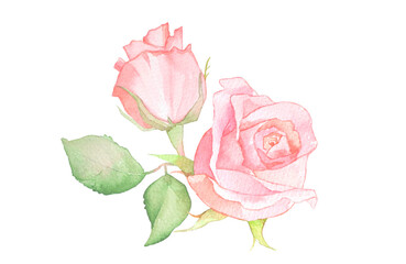 背景が透明な水彩バラの花の素材イラスト